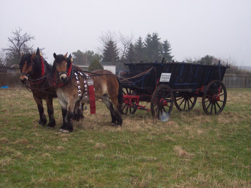 Pferde Fuhrgeschäft